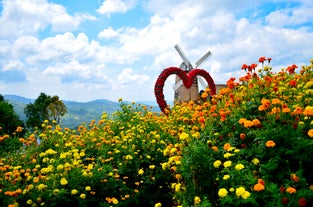 Run through flower beds at Sirao Flower Farm