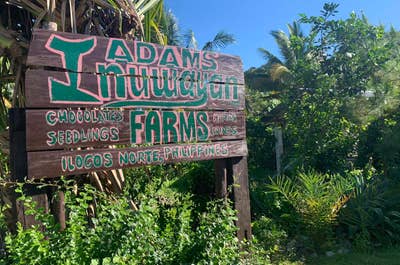 Inuwayan Winery and Farm, Adams, Ilocos Norte