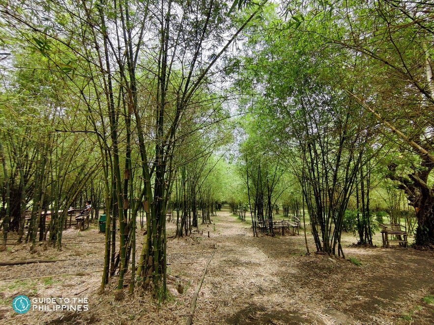 Kawa-kawa Hill and Natural Park's bamboo forest Kawa-kawa Hill and Natural Park's bamboo forest