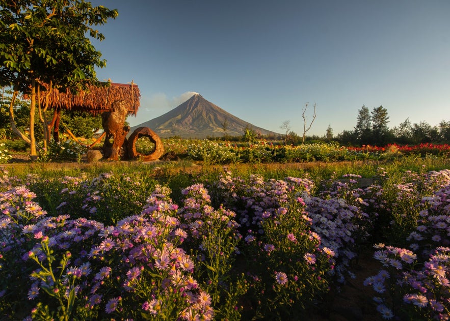 View of Mayon Volcano from a nearby field View of Mayon Volcano from a nearby field