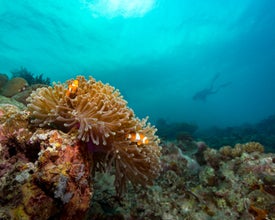 Swim below the Hilutungan Marine Sanctuary