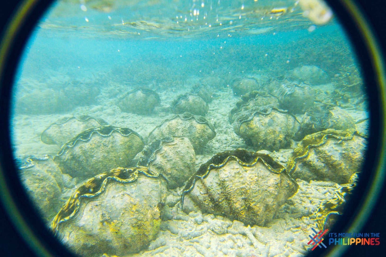 Giant Clam Sanctuary