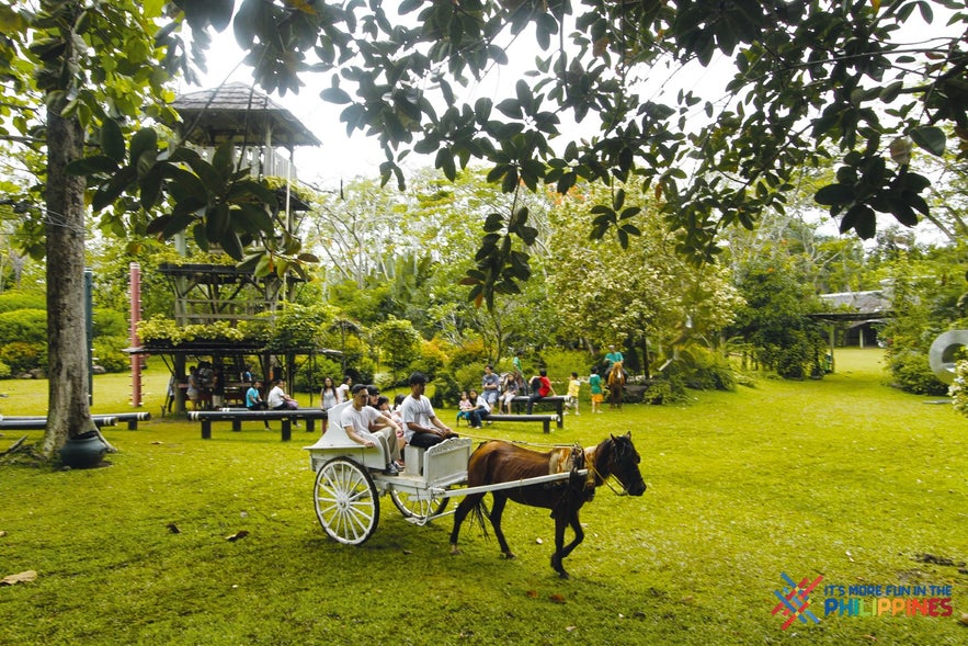 Kalesa ride in Malagos Garden Resort Kalesa ride in Malagos Garden Resort