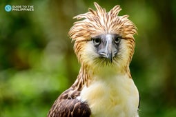 A Philippine Eagle in the Philippine Eagle Center