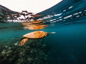 Go snorkeling around Moalboal