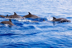 Dolphins in Pamilacan Island