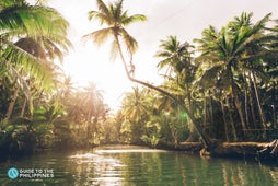 Maasin Coconut Palm Forest