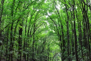 Take a walk at Bilar Manmade Forest