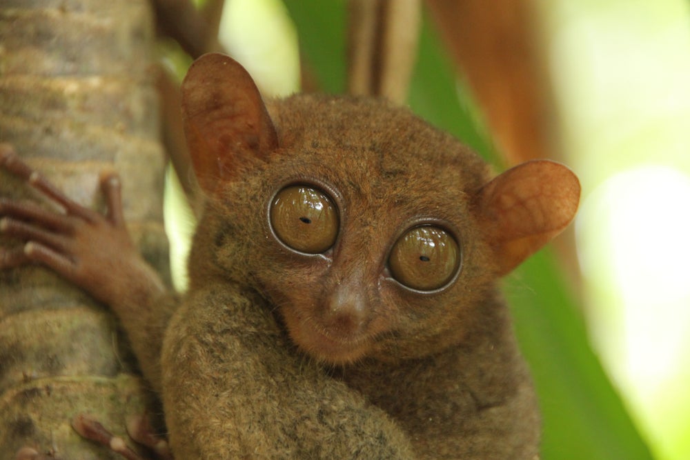 Get up close with Tarsiers at Bohol