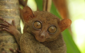 Get up close with Tarsiers at Bohol