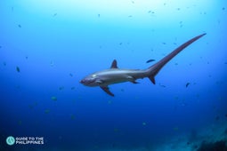 A Thresher Shark diving in Monad Shoal