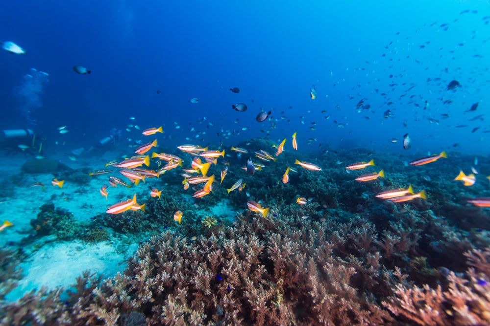 The vibrant underwater life of Sagay Marine Sanctuary.