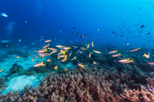 Swim around Sagay Marine Reserve