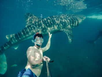 Swim with whale sharks in Oslob, Cebu