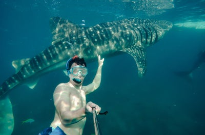 Swim with whale sharks in Oslob, Cebu