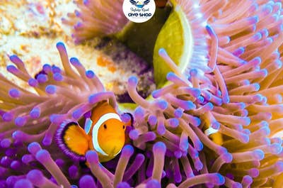 Open Water Diving with Skylodge Resort Coron, Palawan