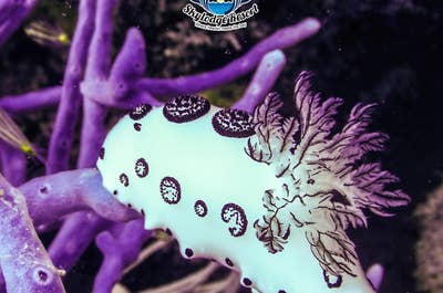 Open water diving with Skylodge Resort Coron, Palawan