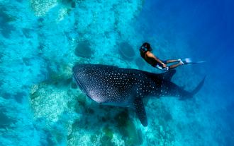 Free diving with the Whale Sharks