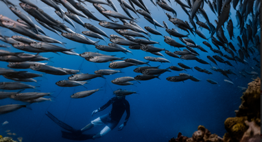 Go freediving with school of Sardines