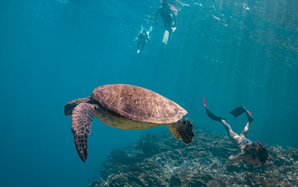 Swim with turtles on a Moalboal tour