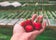 Strawberries from La Trinidad