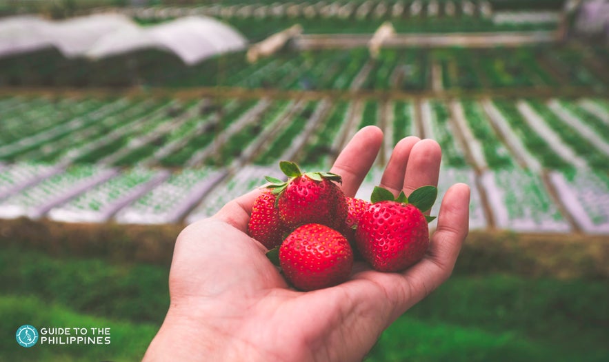 Strawberries from La Trinidad Strawberries from La Trinidad