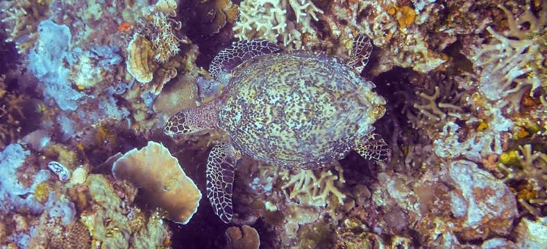 Private Fun Dive in Coron Town on Palawan Island with Guide, Equipment, Lunch & Transfers