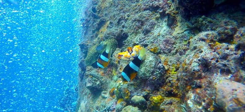 Private Fun Dive in Coron Town on Palawan Island with Guide, Equipment, Lunch & Transfers