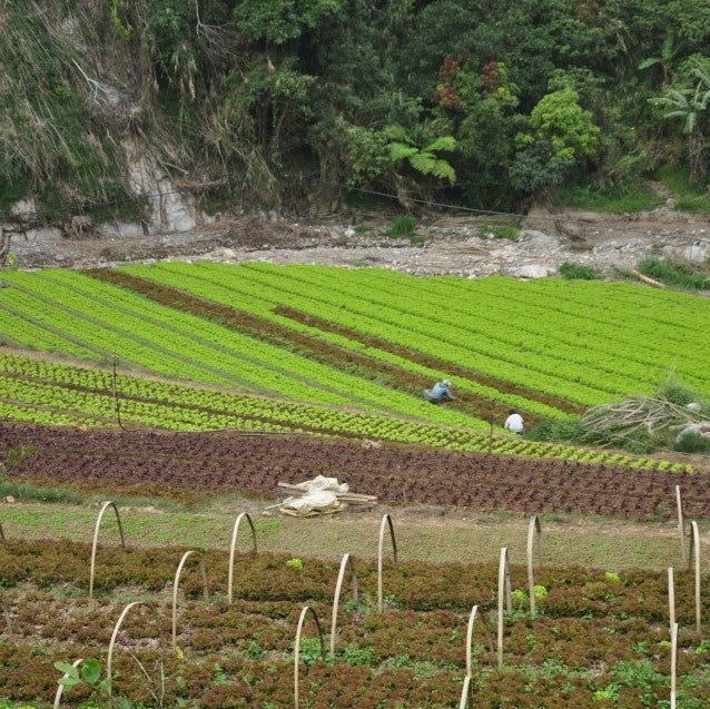 Lily of the Valley Organic Farm Lily of the Valley Organic Farm