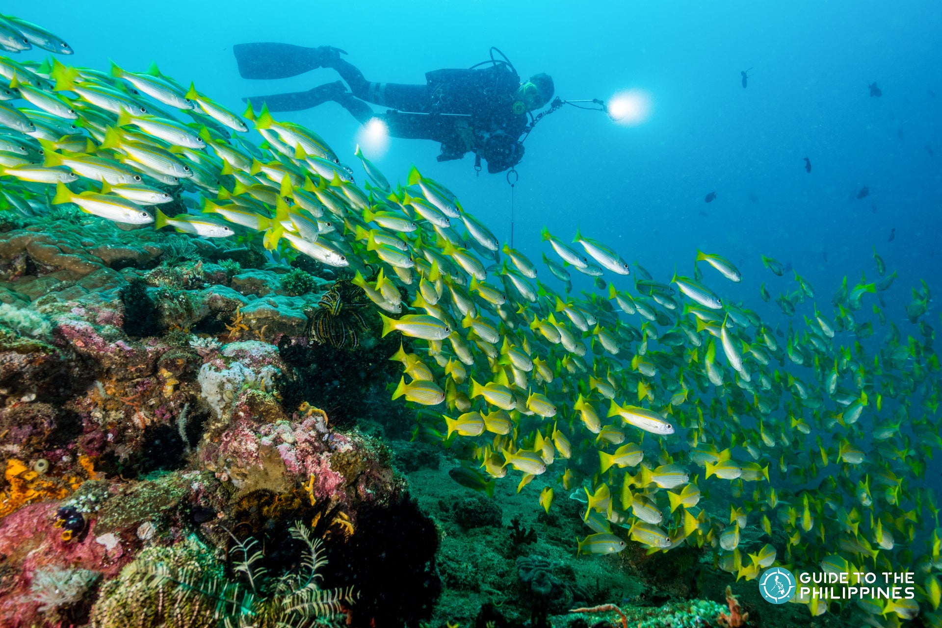 Scuba diver in the Philippines
