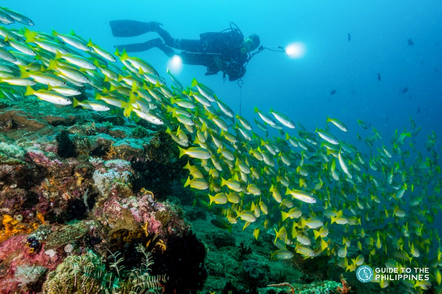 Scuba diver in the Philippines Scuba diver in the Philippines