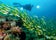 Scuba diver in the Philippines