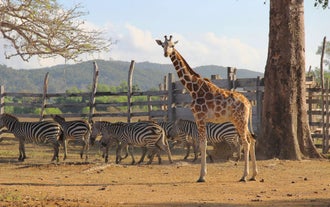 Coron Town to Calauit Safari Private Roundtrip Van Rental with Driver