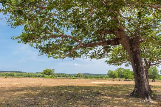 Coron Town to Calauit Safari Private Roundtrip Van Rental with Driver