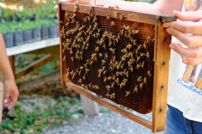 Bohol Bee Farm, Bohol. Philippines