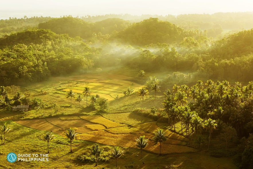 Rice fields next to Chocolate Hills Rice fields next to Chocolate Hills