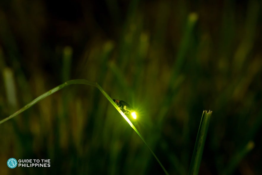 A firefly on a long blade of grass A firefly on a long blade of grass