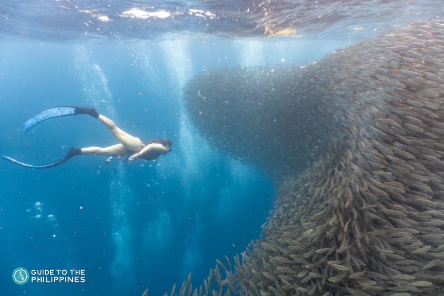 Free diving in Bohol Free diving in Bohol