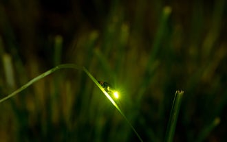 This firefly watching tour on Bohol Island is ideal for cruise passengers and treats you to a breathtaking display of twinkling lights among the mangroves.
