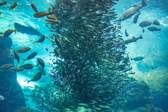 Free dive with the Sardines of Bohol