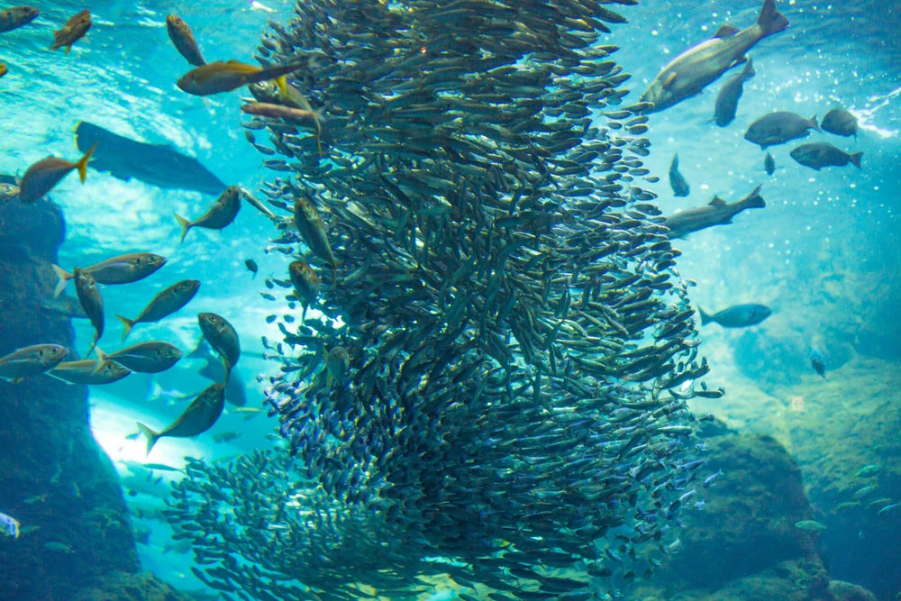 Free dive with the Sardines of Bohol