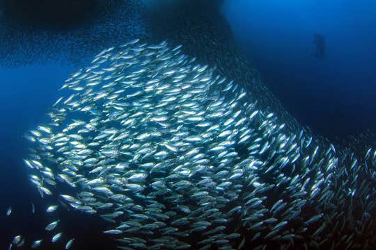 Private Sardine Run Tour in Bohol Island