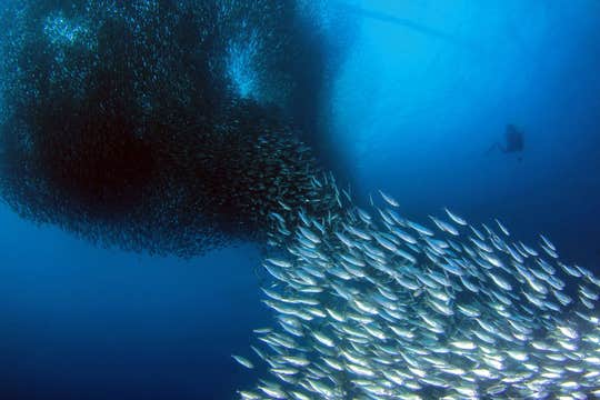 Private Sardine Run Tour in Bohol Island