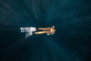Swim with the Sardines at Napaling Bohol