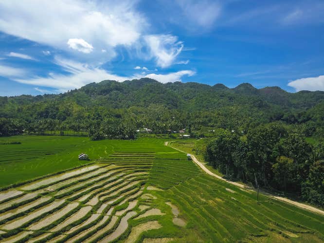 Enjoy a rice terraces tour on Bohol Island in the municipality of Candijay and learn about the local practices