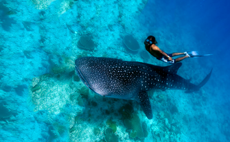 Swimming with the Whale Shark in Oslob Cebu