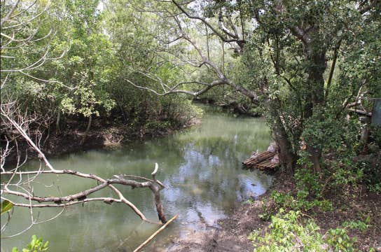 Aklan Province Mt. Balinsasayaw, Nawidwid Falls & Mangrove Park Tour with Lunch & Transfers