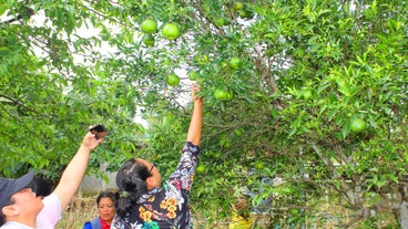 Fruit picking at Meliton Integrated Organic Farm