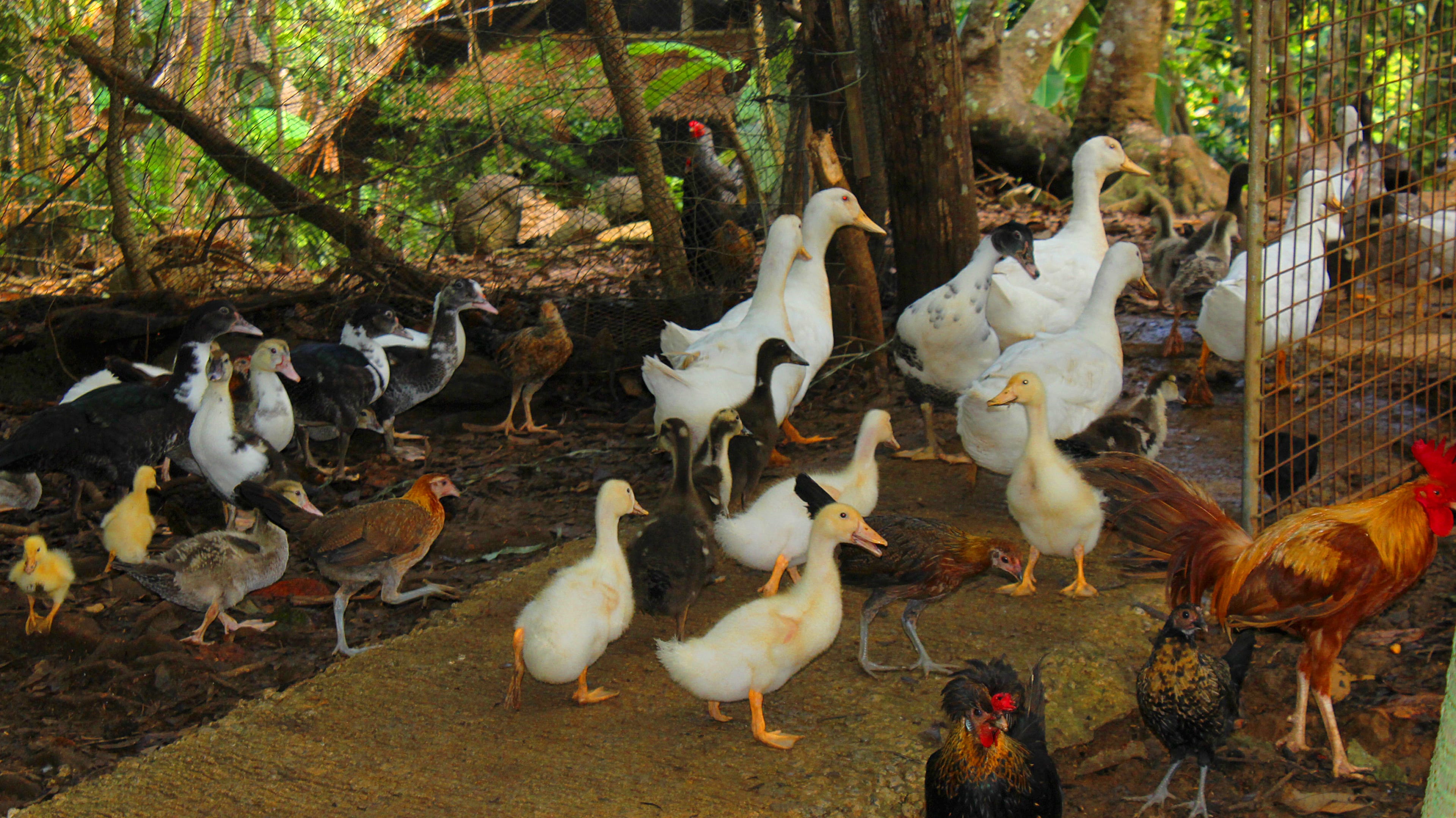 Visit Meliton Integrated Organic Farm and be amazed with their fruit bearing trees and farm animals