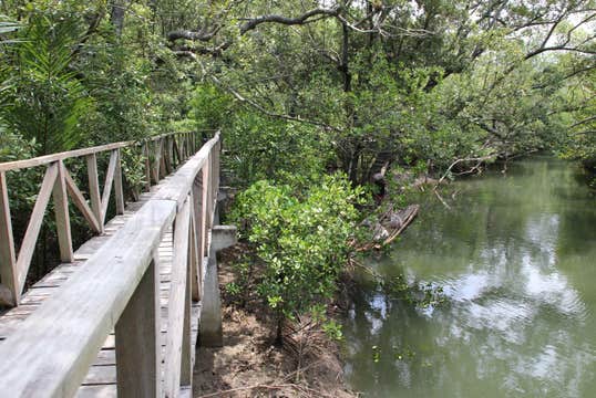 Aklan Province Mt. Balinsasayaw, Nawidwid Falls & Mangrove Park Tour with Lunch & Transfers